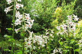 Giant Himalayan Lily