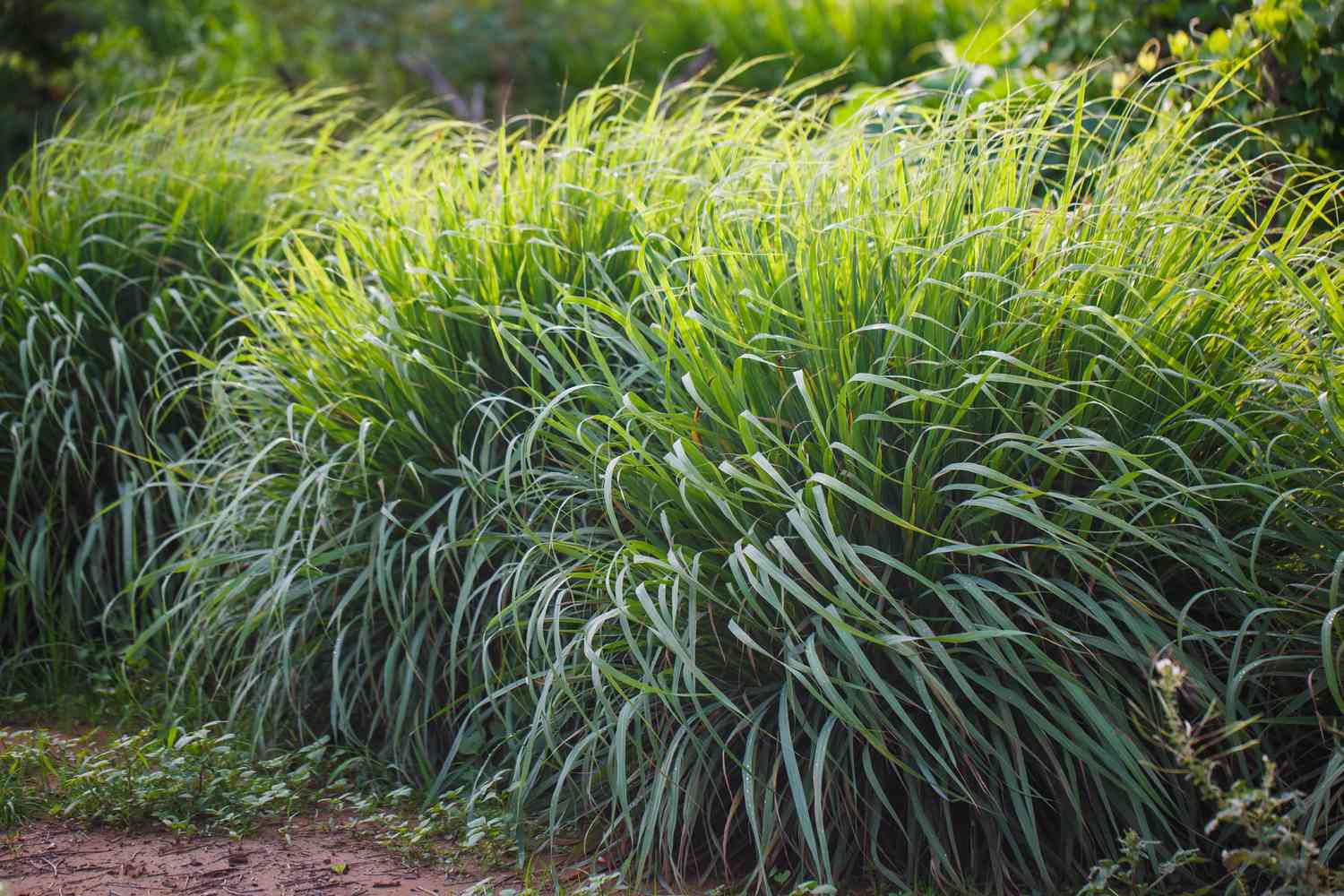 lemongrass plant