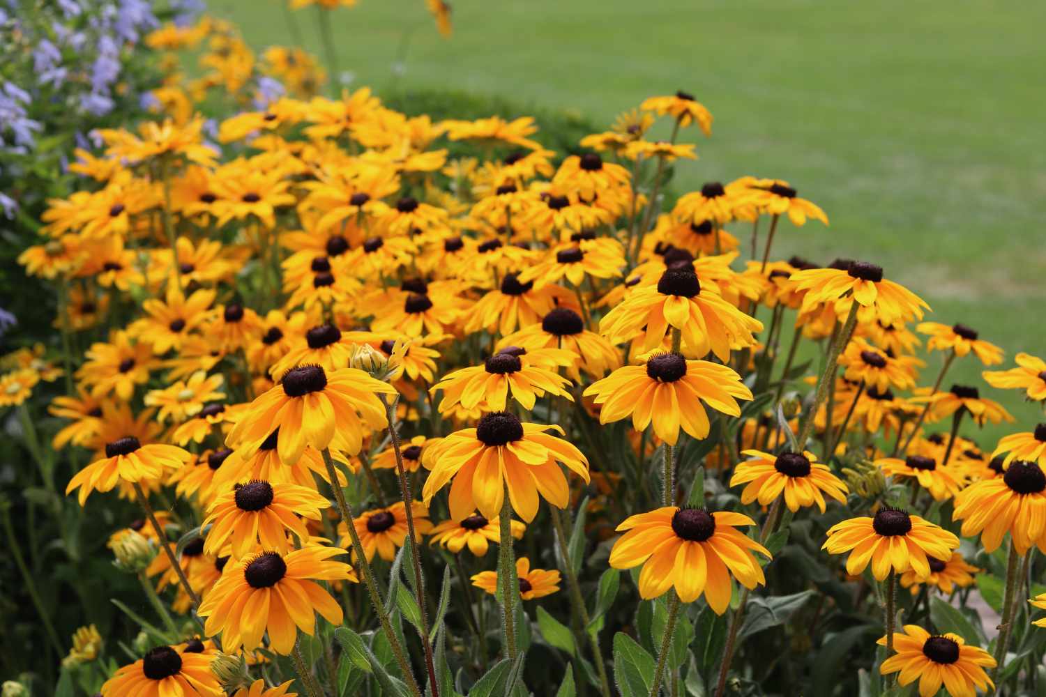 Cluster of blooming blackeyed Susan flowers outdoors in a garden setting