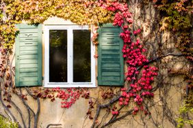red virginia creeper growing alongside home