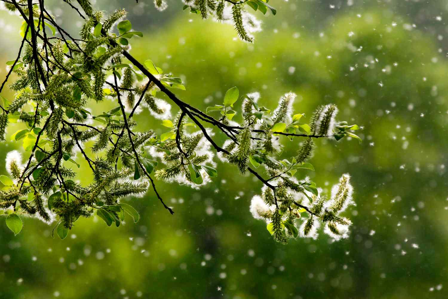 spring pollen coming from trees
