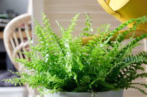 A lush potted fern being watered by a yellow watering can indoor setting visible in the background