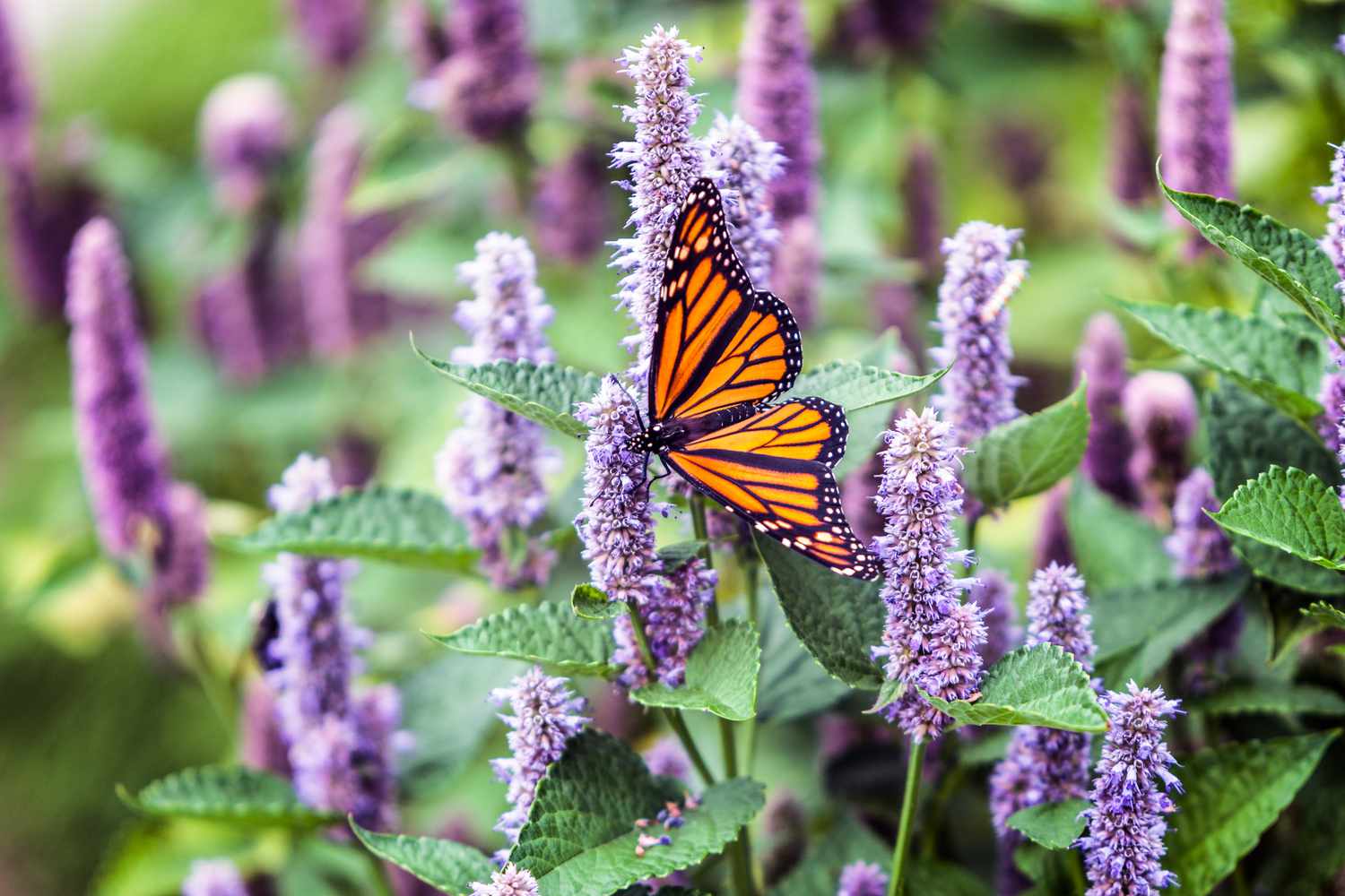 anise hyssop with monarch butterfly