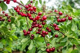 Cherry branches with ripe fruit