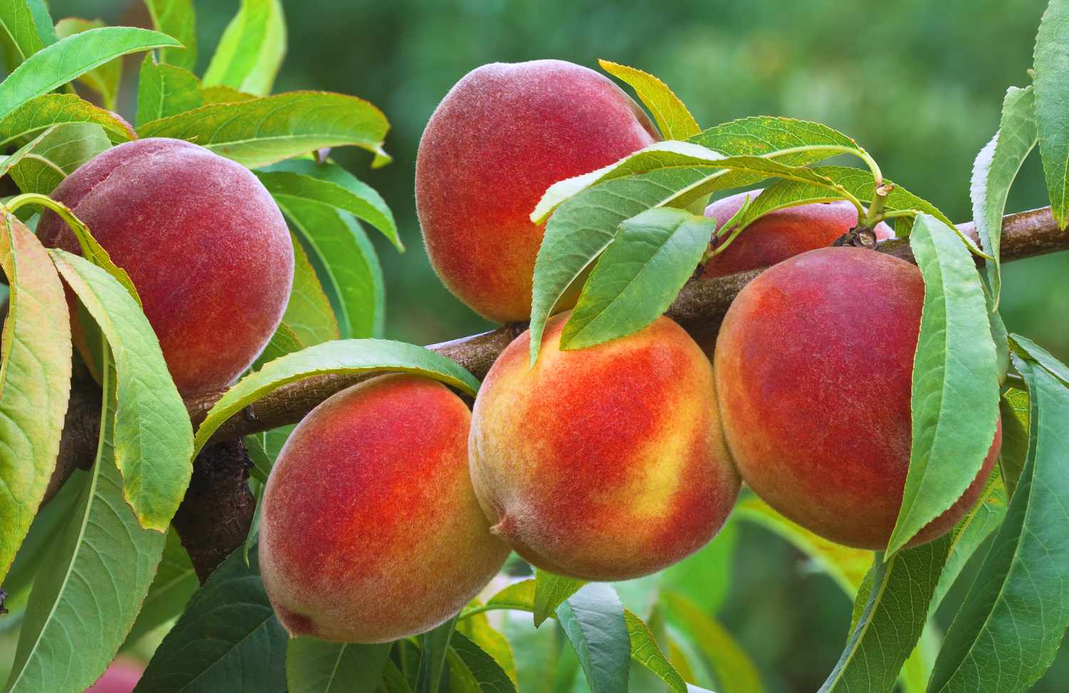 Cluster of ripe peaches on a branch with green leaves