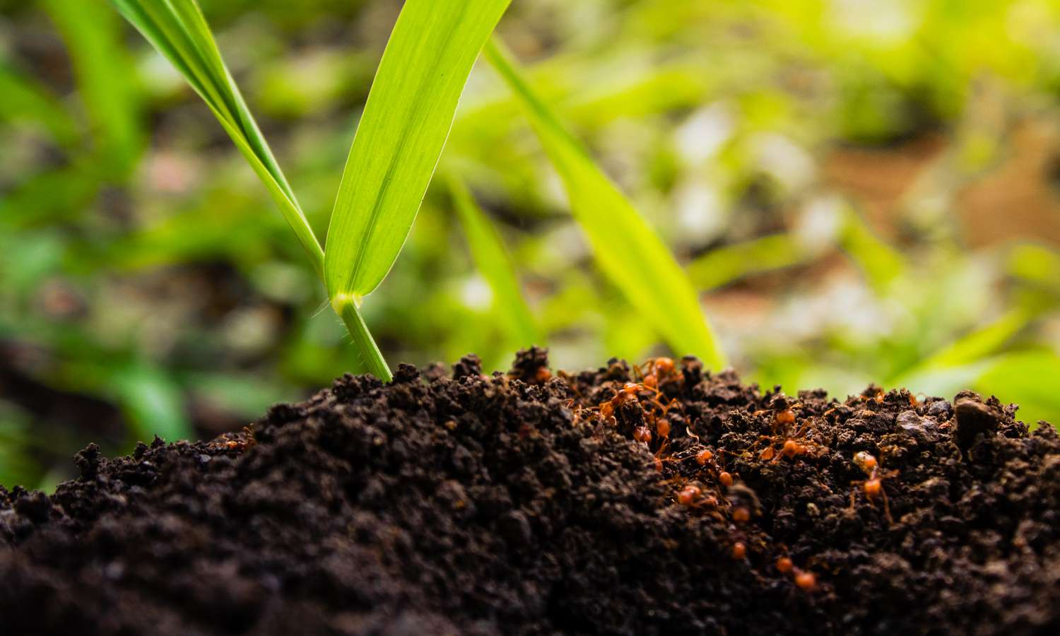A green plant sprout growing in dark soil under natural light