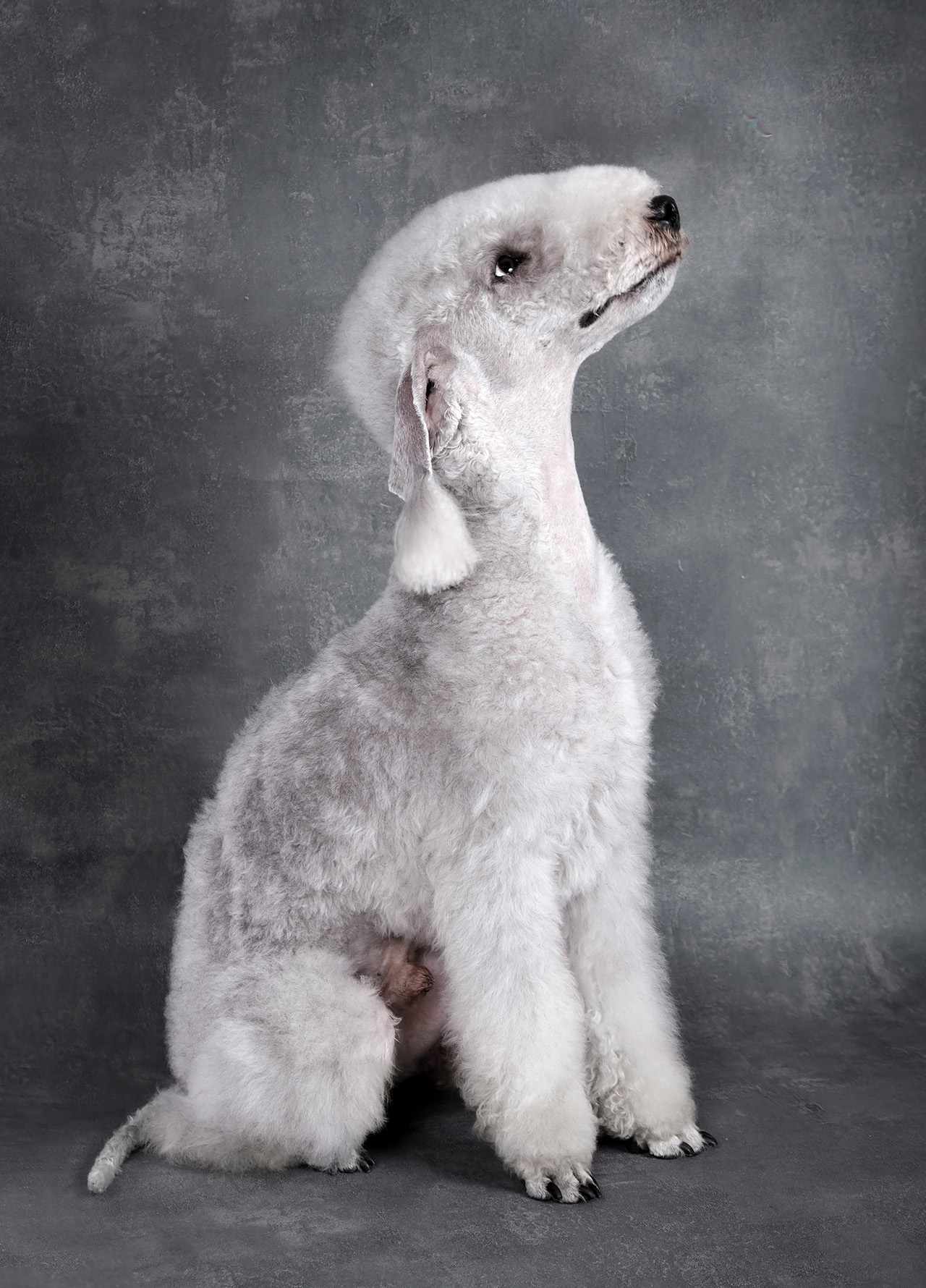 Purebred Bedlington Terrier dog sitting in the studio