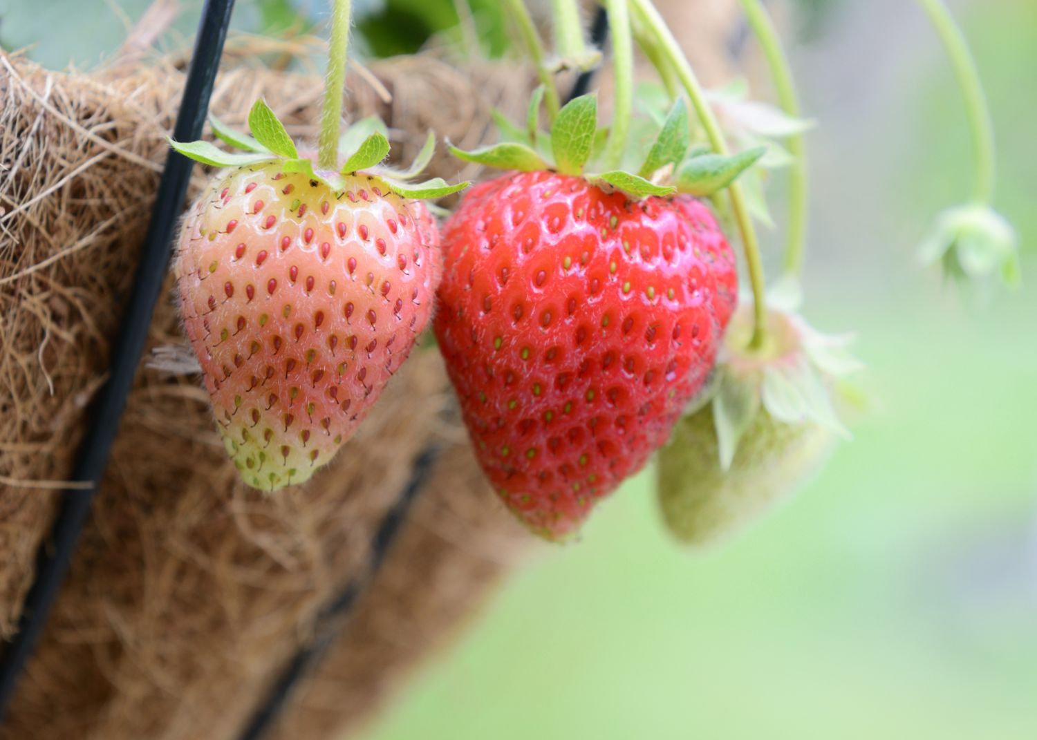Strawberries Growing in a Hanging Basket