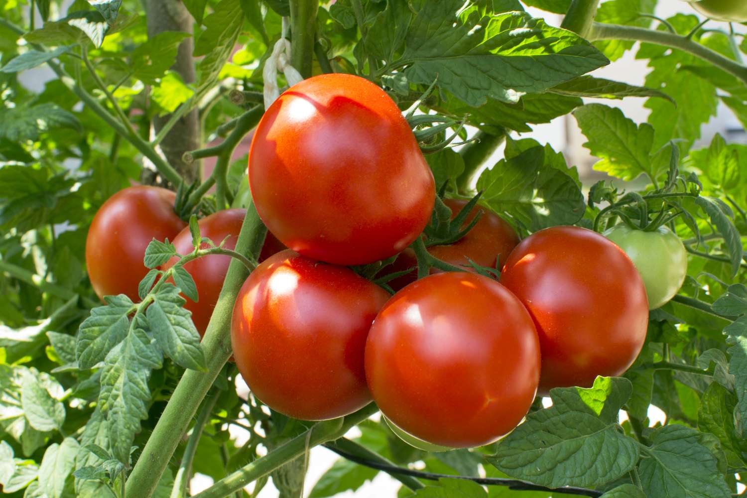 Cluster of tomatoes growing on a plant with green leaves
