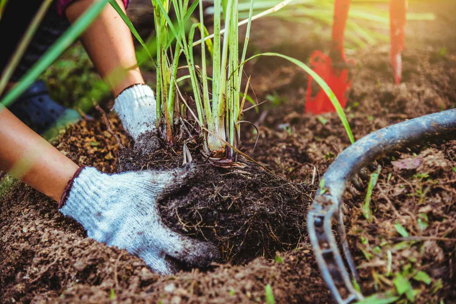 woman planting mature lemongrass in garden