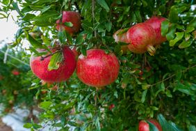 Pomegranates hanging on a tree branch