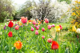 Tulips bloom in the spring garden landscape