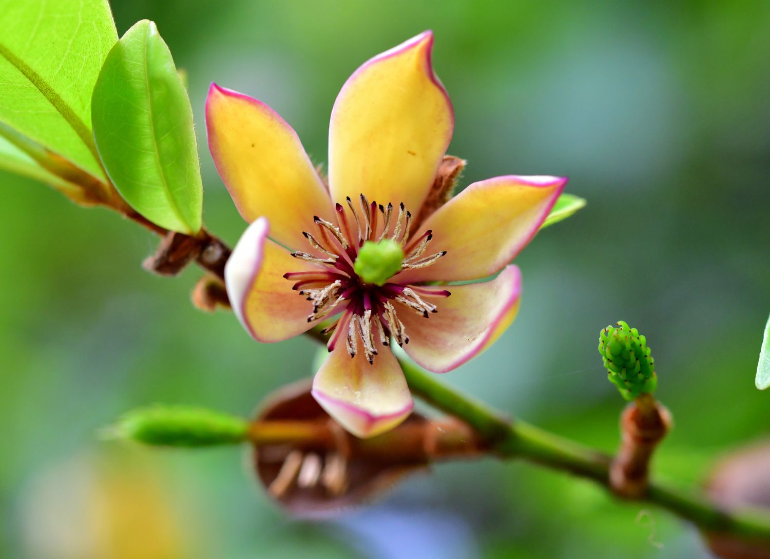 close up of a banana shrub with yellow bloom