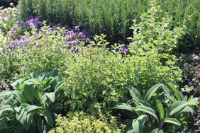 thyme, sage, oregano and rosemary in the herb garden