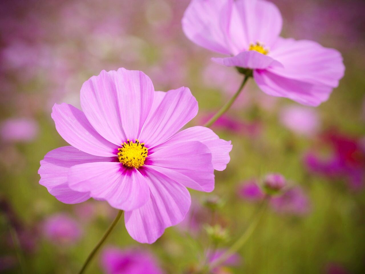 Cosmos Flowers