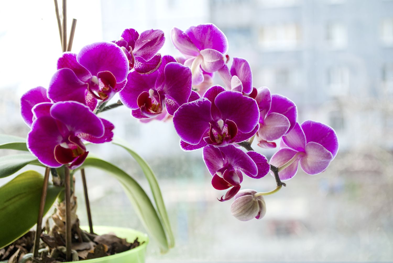 Violet blooming orchid on the window. Daylight. Light background