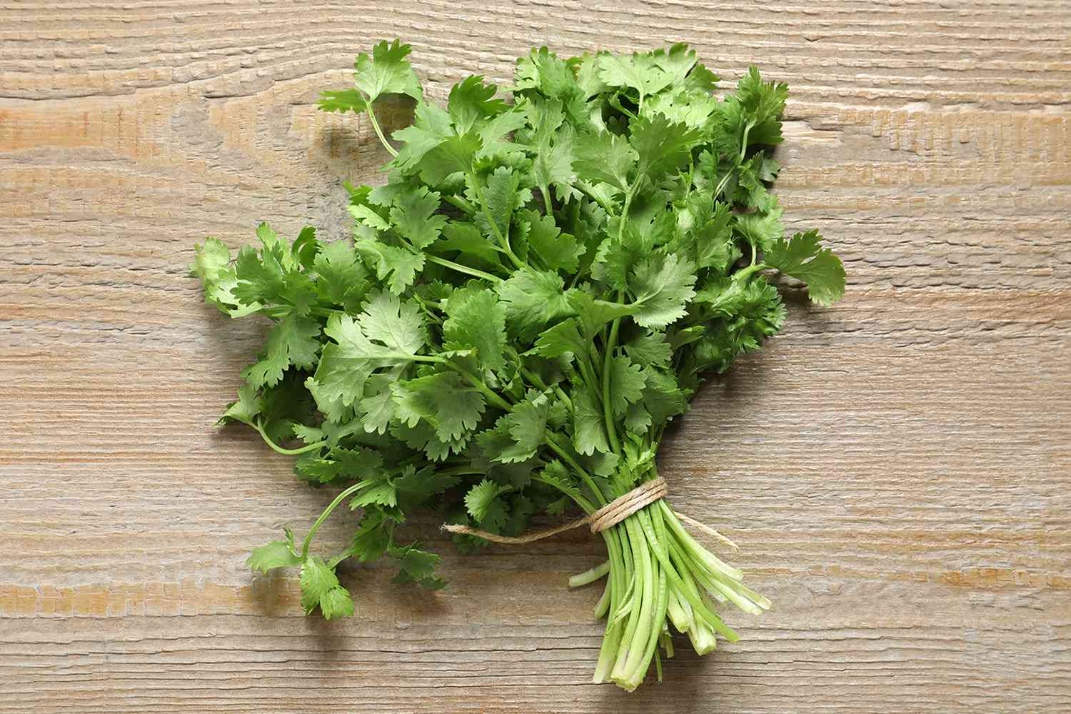 Cilantro