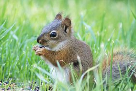 A small squirrel eating nuts while sitting on grassy ground