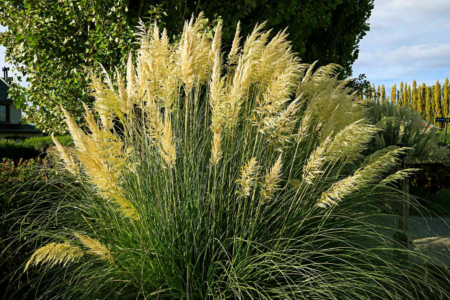 Miscanthus