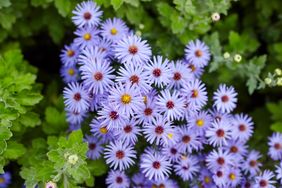 Floral background and natural pattern with violet aromatic aster (symphyotrichum oblongifolium) flowers blooming in the park. Cluster of purple aster flowers.Autumn beauty in the garden