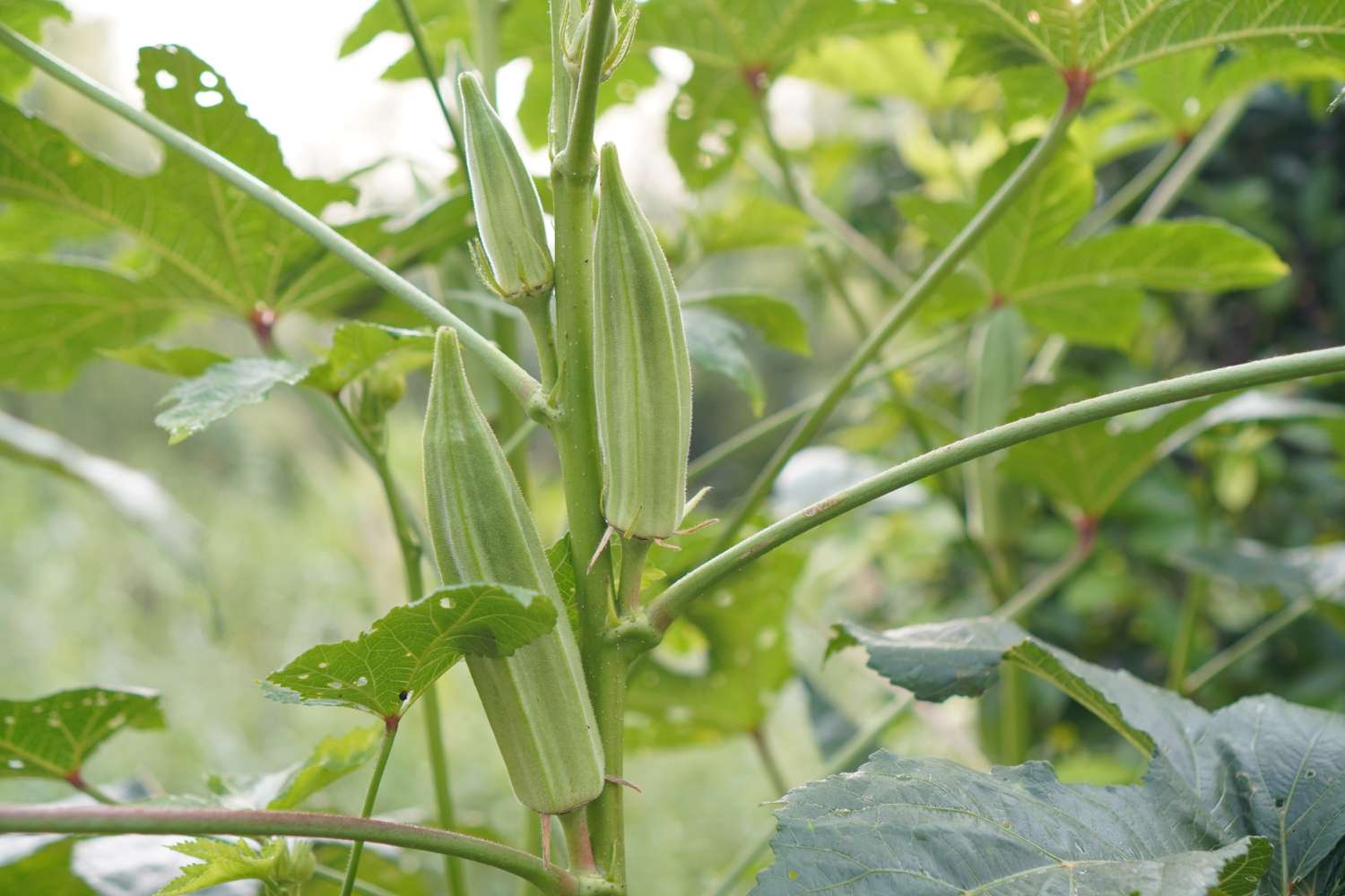 Okra in a garden