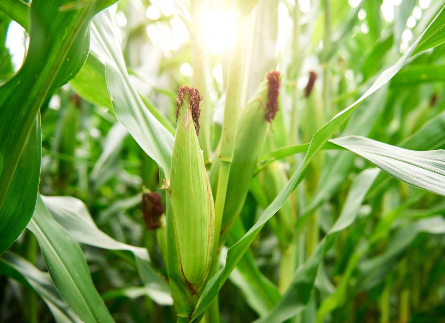 corn growing in a field