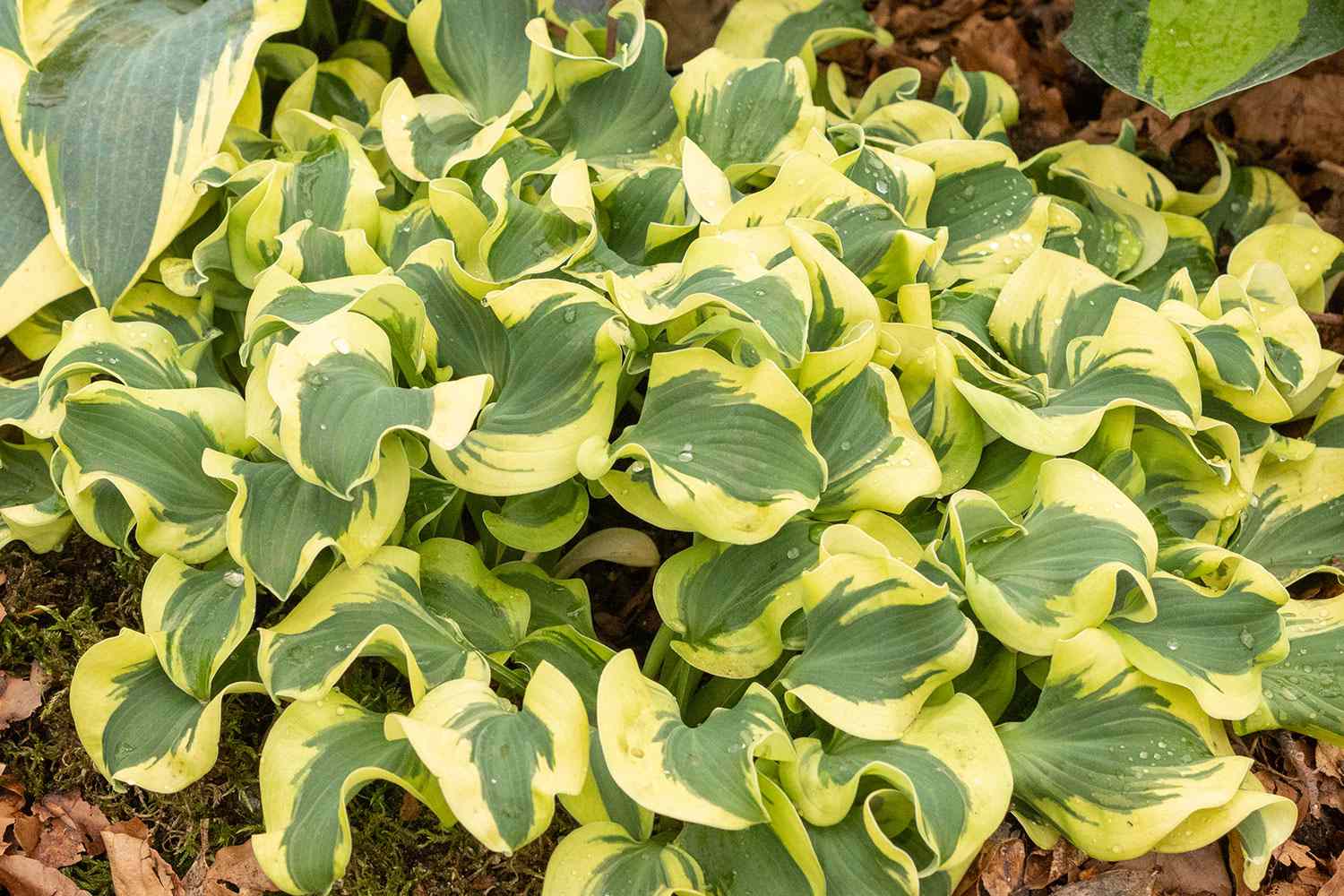 Mini Skirt Hosta