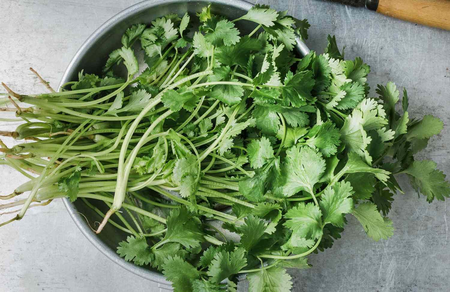Fresh homegrown cilantro