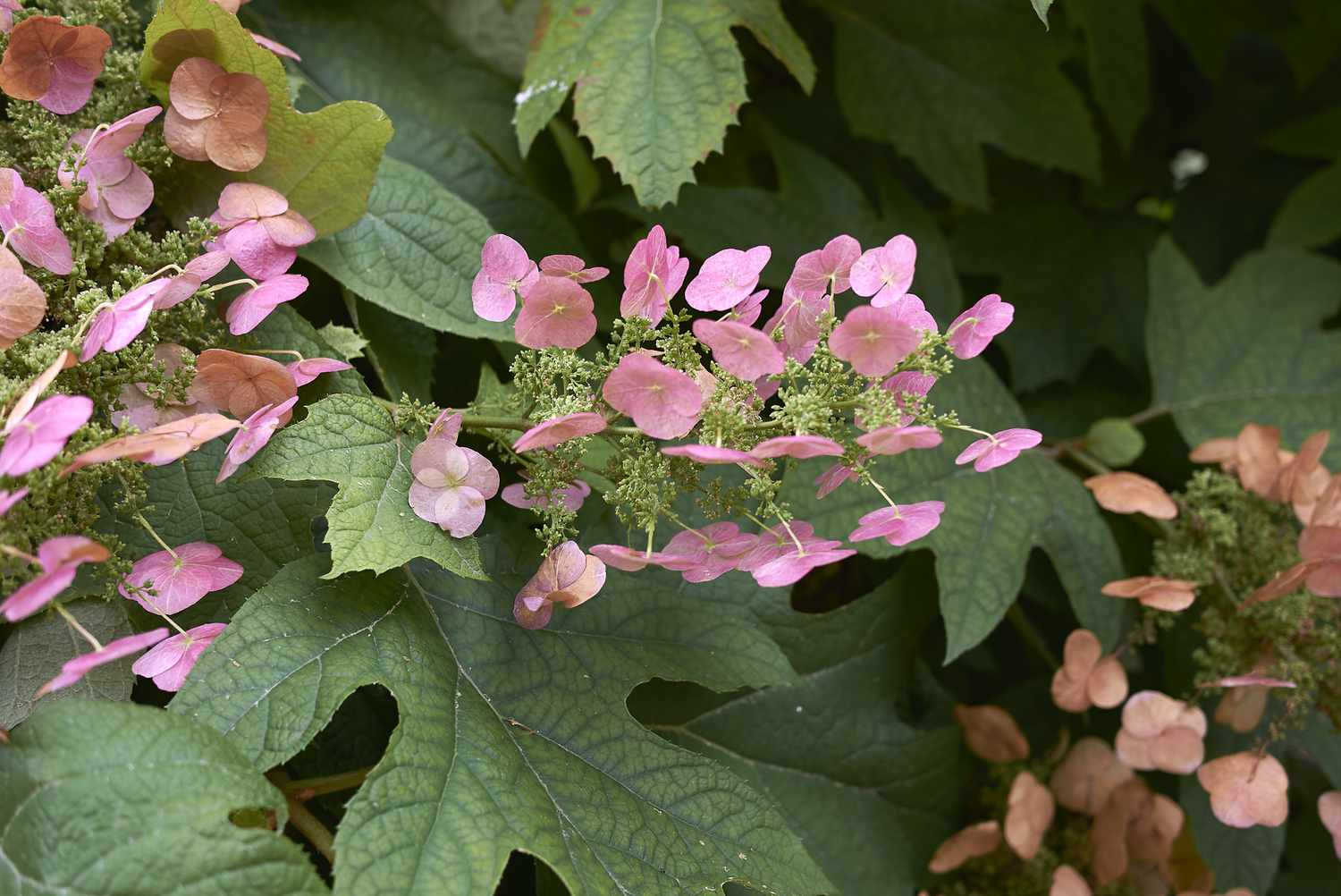 Hydrangea quercifolia