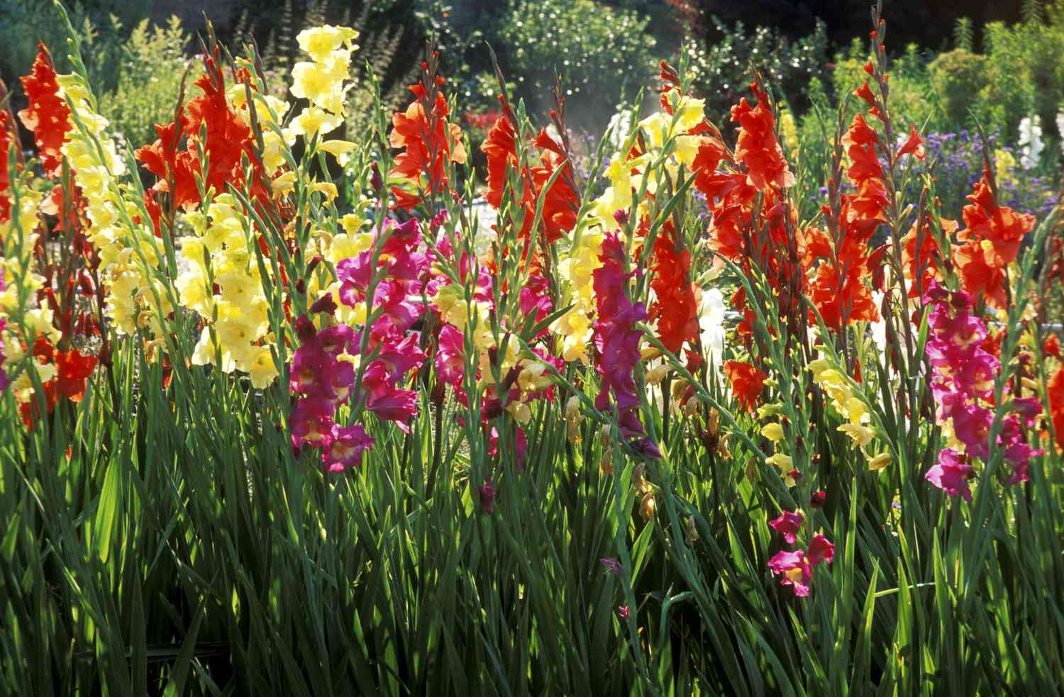 Mixed Gladiolus Varieties