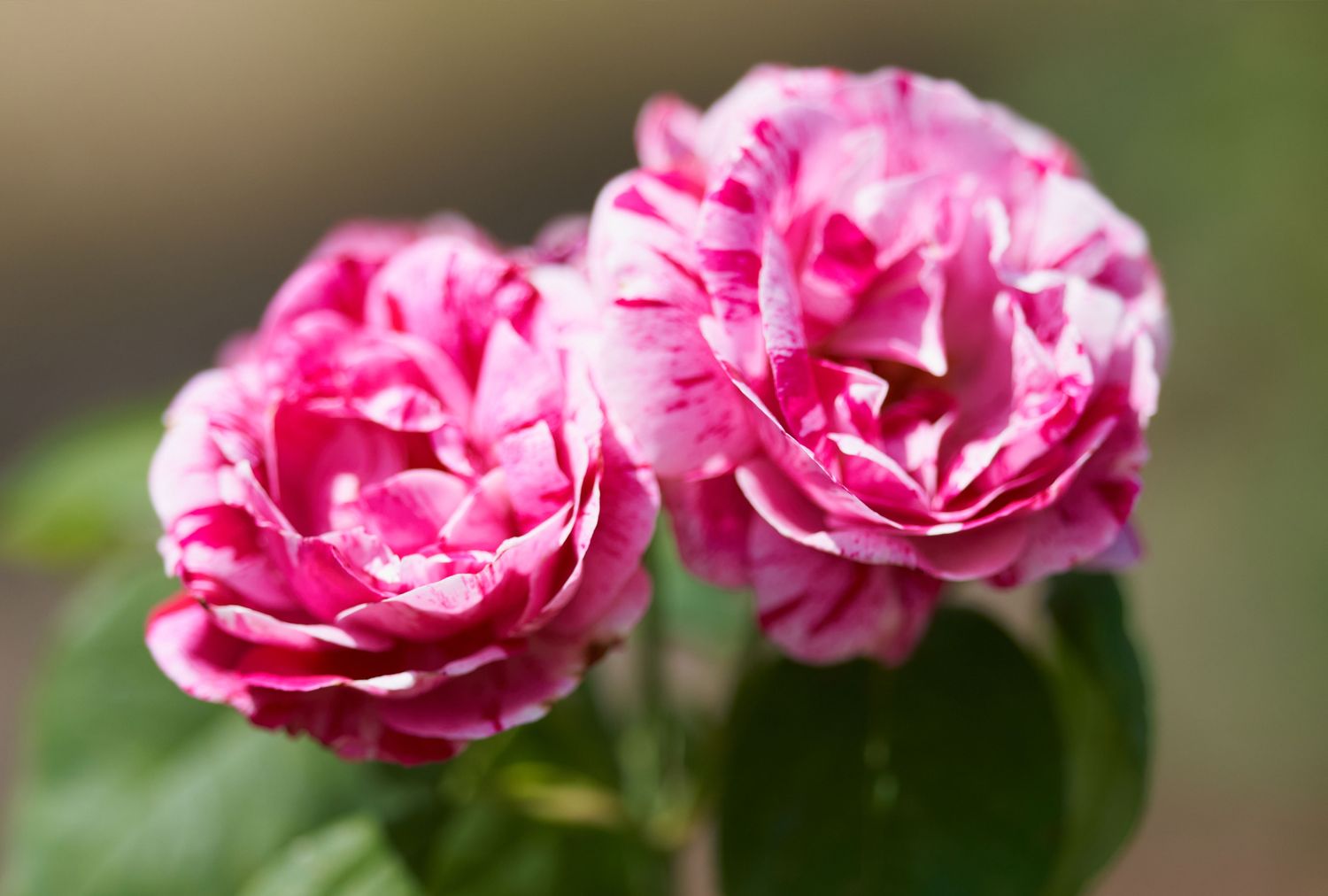 Ferdinand Pichard roses