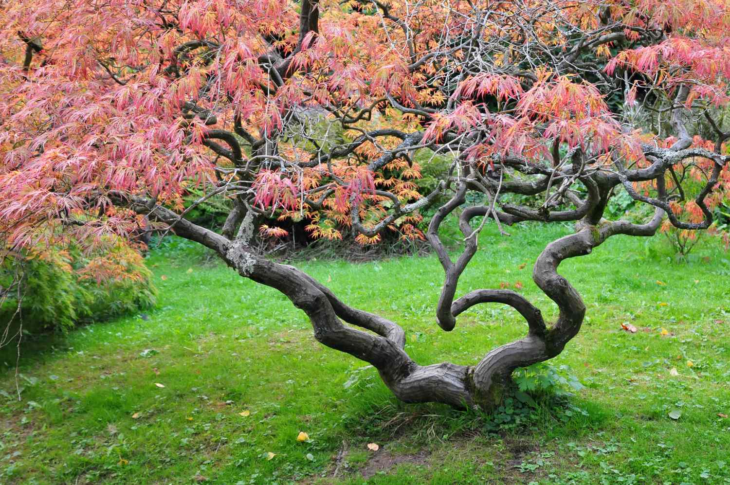 A tree with curved branches and sparse red foliage on a grass lawn