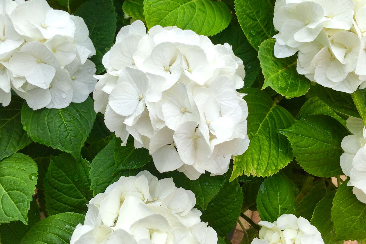 white hydrangea bloom