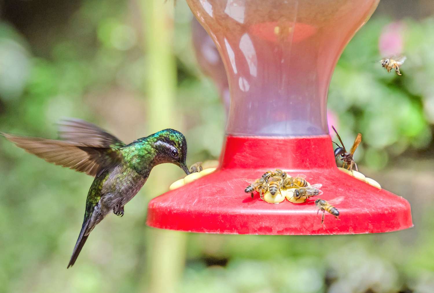 Hummingbird feeder and bees