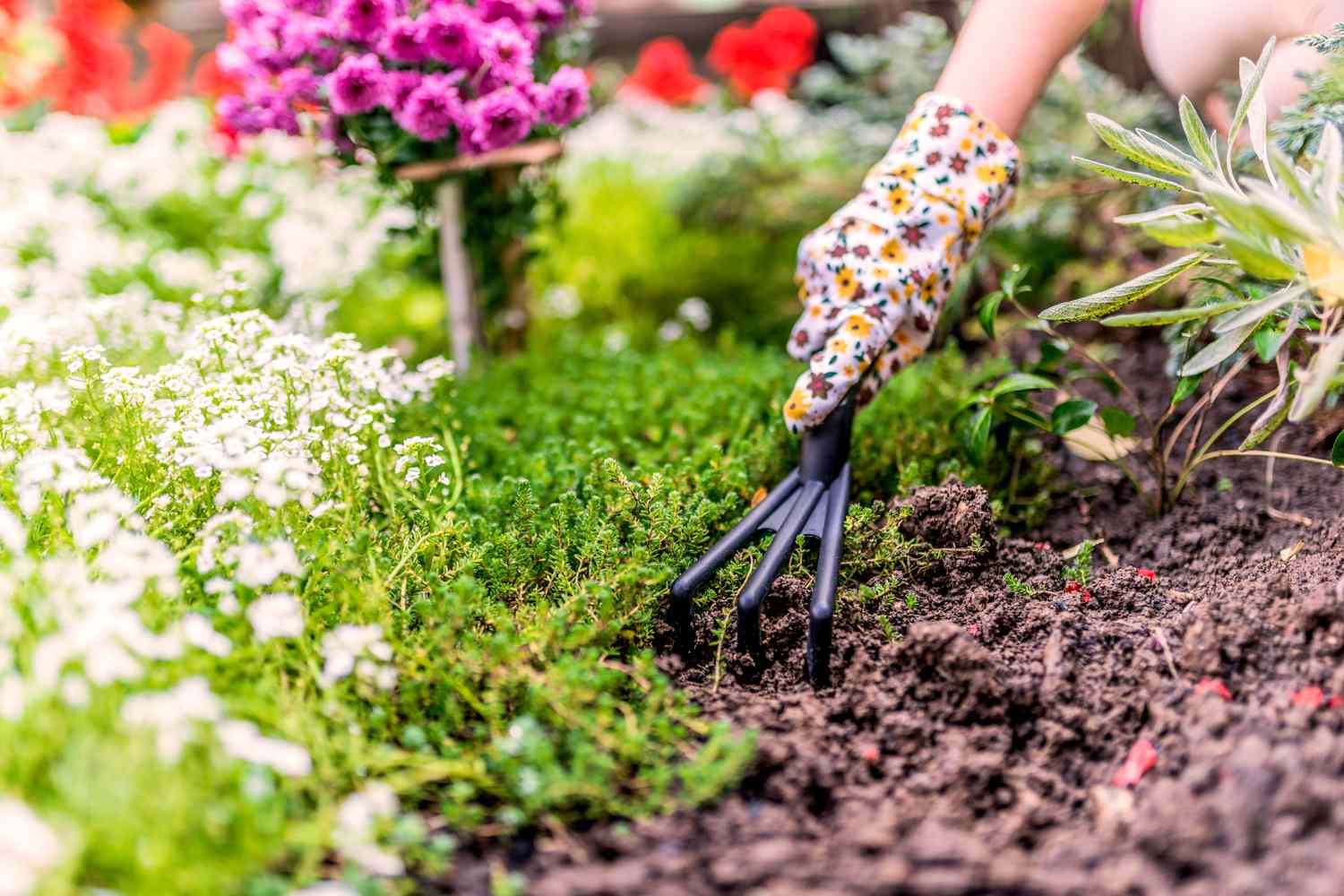 flower gardening in the soil 