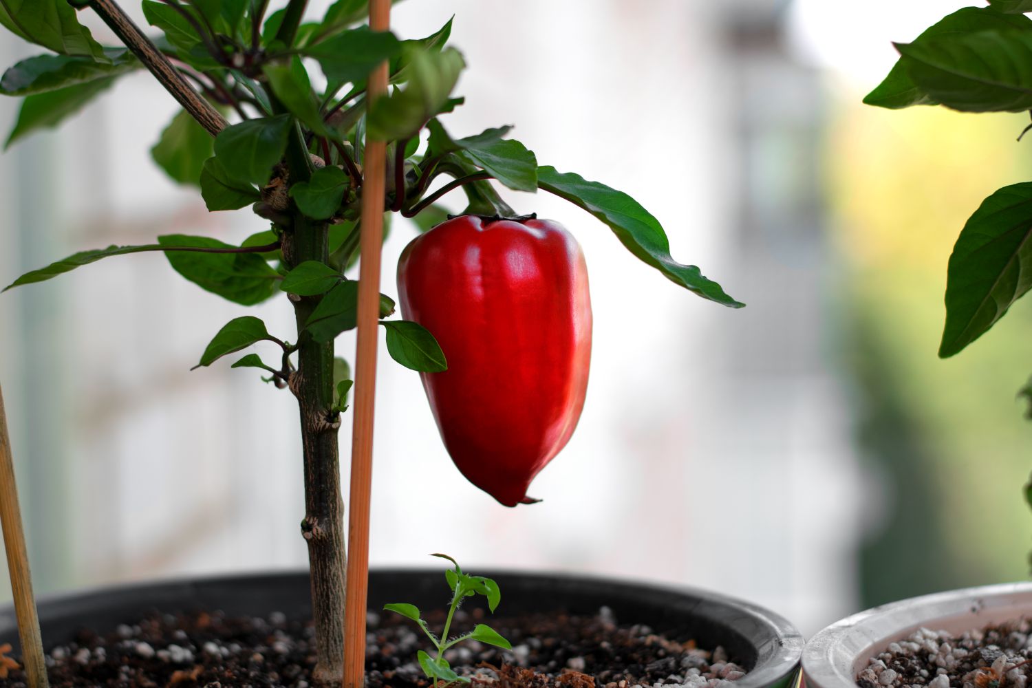 A ripe bell pepper growing on a plant in a pot with a blurred background