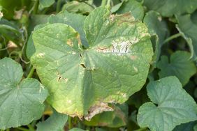 thrip plant leaves