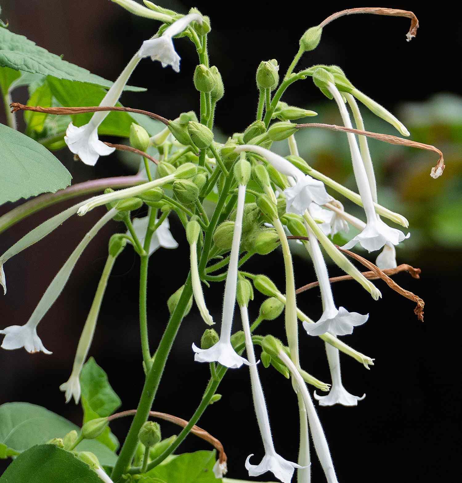 Flowering tobacco, a tall, bushy tender perennial with white flowers