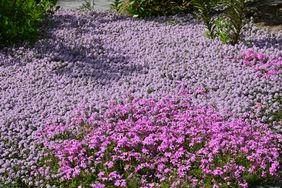 Creeping Thyme Lawn