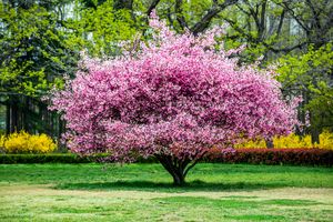 A blooming tree with pink flowers in a park setting surrounded by green vegetation