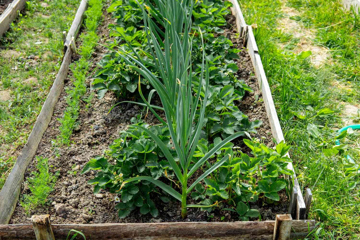 A raised garden bed filled with garlic.