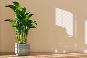 Banana leaf plant in bright direct sunlight