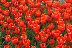 A field of tulips in bloom