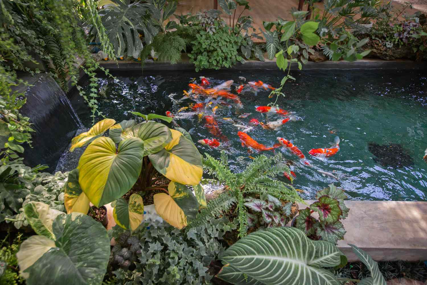 Vibrant koi fish swim gracefully in a clear garden pond surrounded by tropical plants, creating a serene and lively water scene.