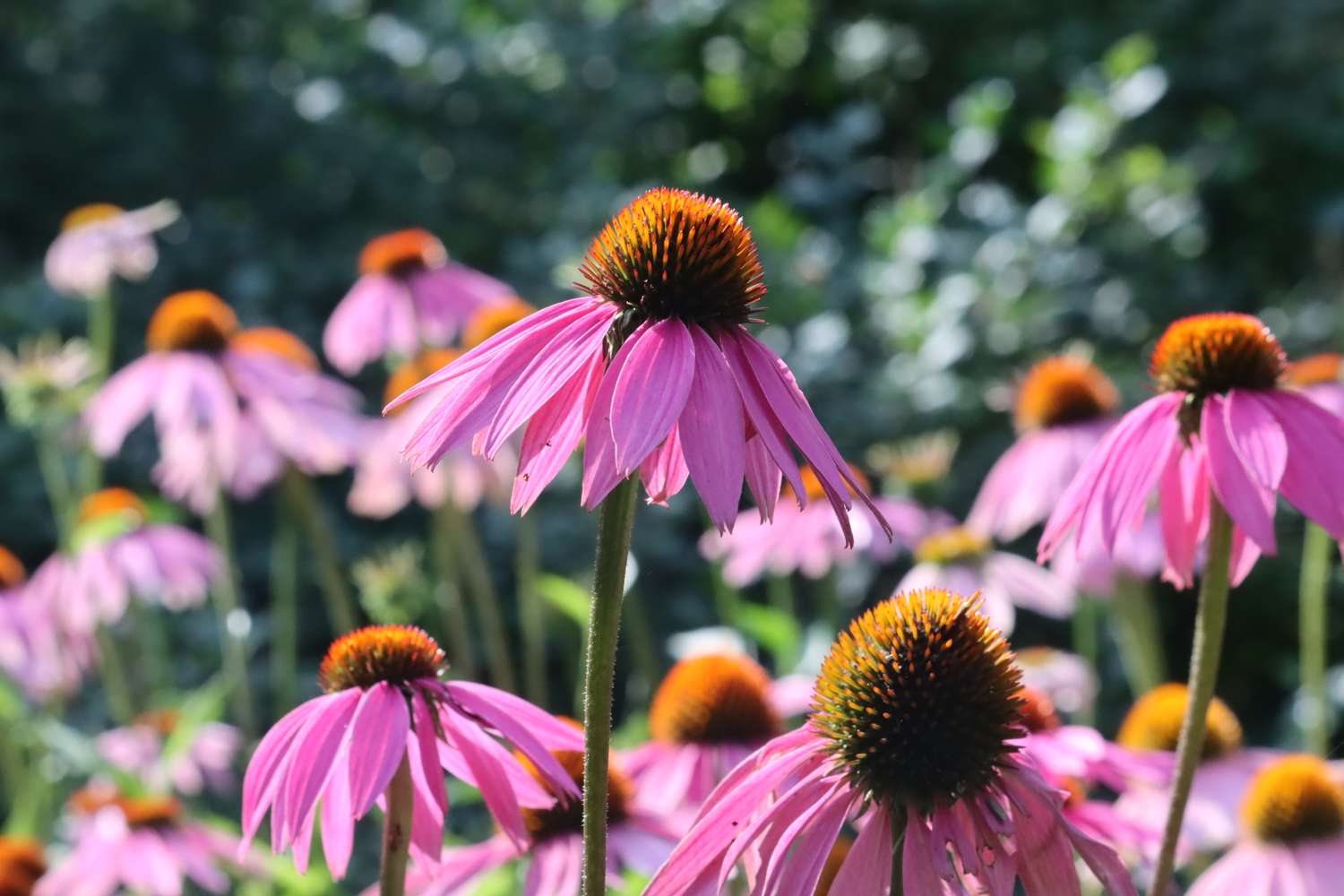 Echinacea flowers in a garden setting