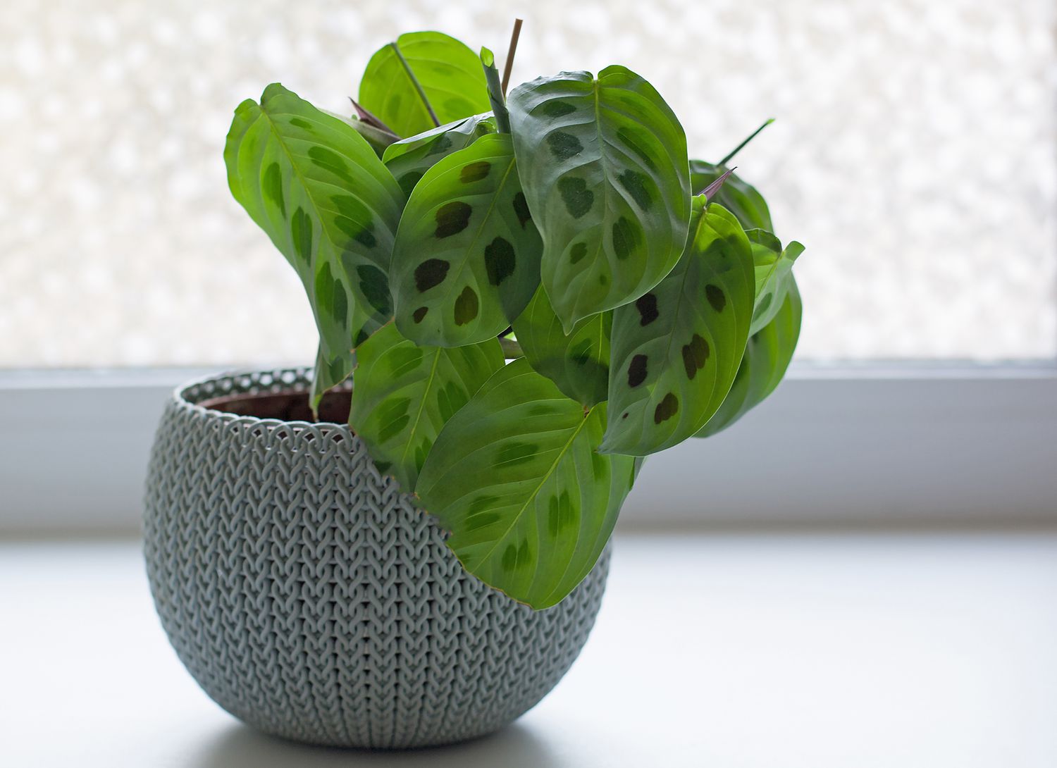 prayer plant in a blue pot near a window
