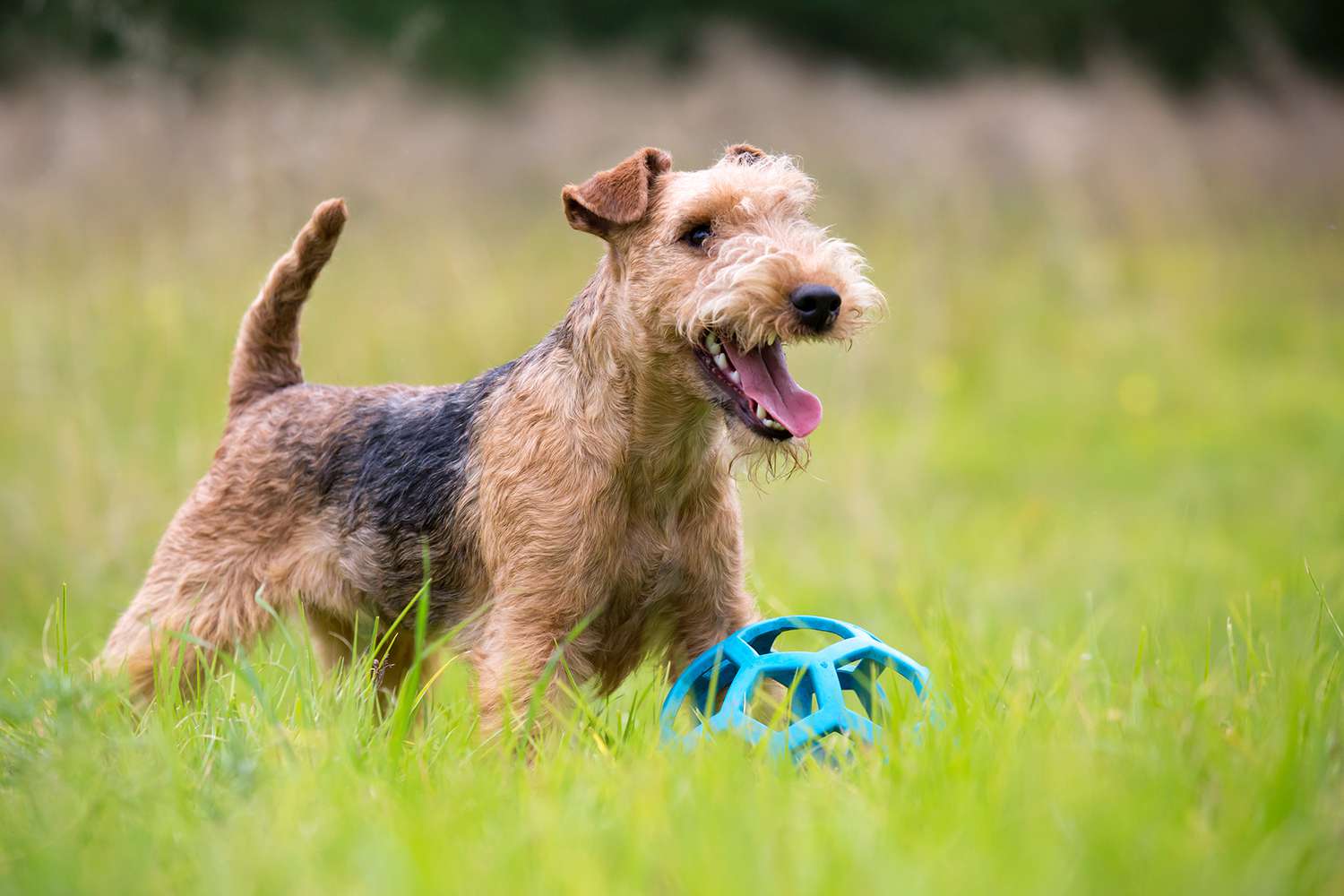 Happy Lakeland Terrier with and blue ball toy