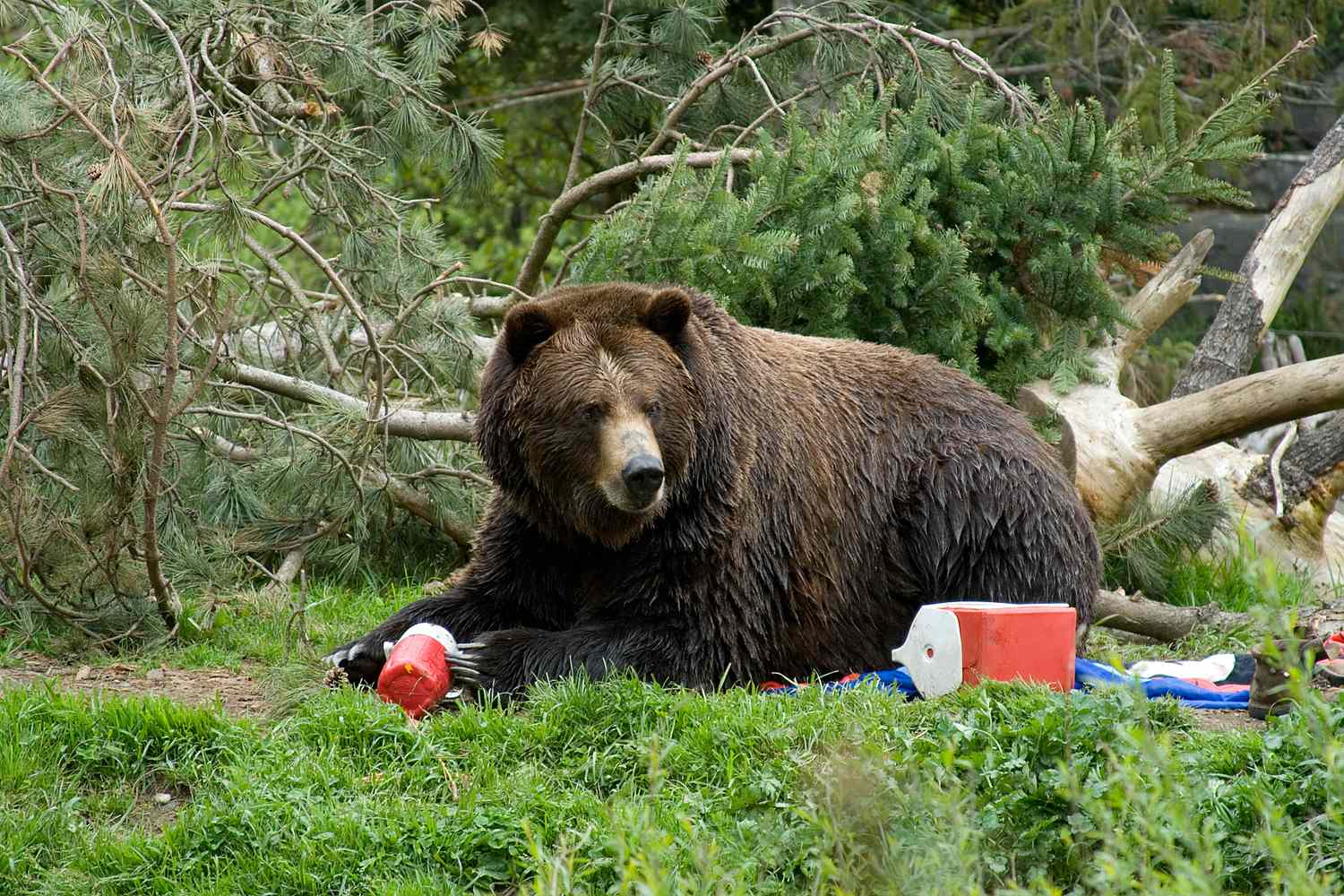 A bear outdoors next to a cooler and scattered items
