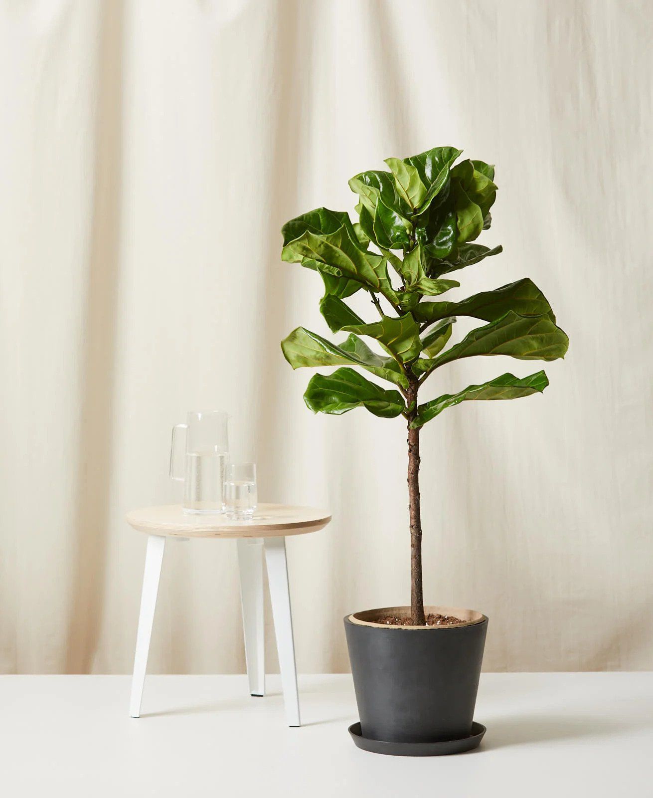 Bloomscape Fiddle Leaf Fig Tree