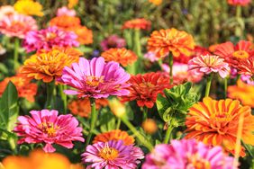 pink and orange zinnias in garden